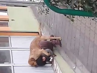 Animal Crossing Porn Video Meme