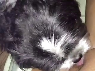 Animal 3d Hentai Porn