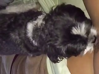 Animal 3d Hentai Porn