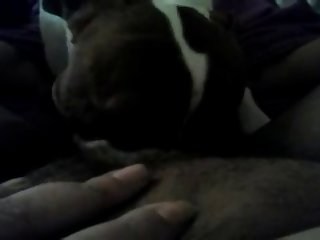 Animal Porn Animated Gif