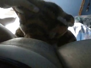 Wife Animal Porn Stories