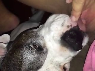 Porn Animal Vs Women