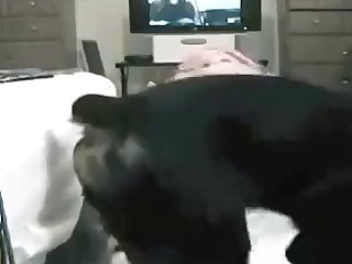 Animal Crossing Raymond Porn