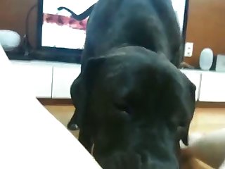 Cartoon Porn With Animal