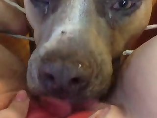 Animal Human Cartoon Porn