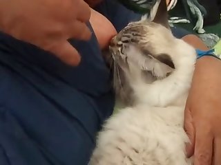 Animal Fucks Teen Porn