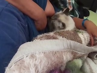 Animal Fucks Teen Porn