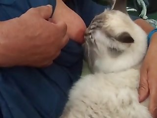 Animal Fucks Teen Porn