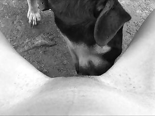 Animal Face Fuck Porn