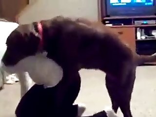 Human Fucking Female Animal Comic Porn