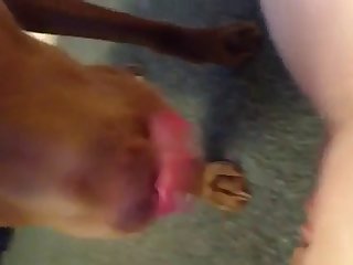 Animal Fucks Women Porn