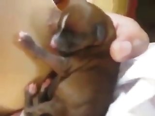 Animal In Me 1985 Porn