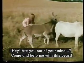 Animal Zebra Porn
