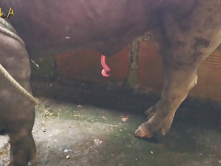 Zoofilia Anal Dog