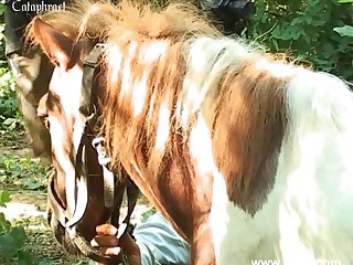 En Canada Es Legal La Zoofilia