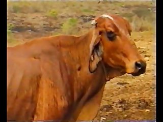 The Most Extreme Porn Site