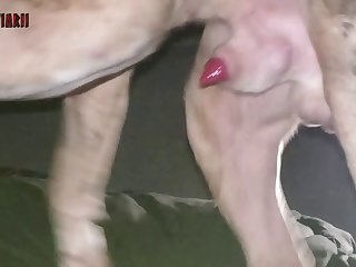 Beast And Kitty Porn
