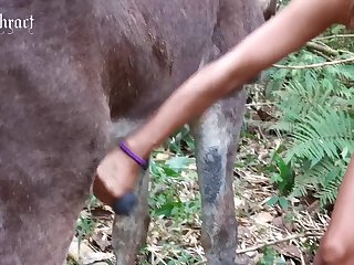 Horse Squirting