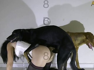Porn Dogs