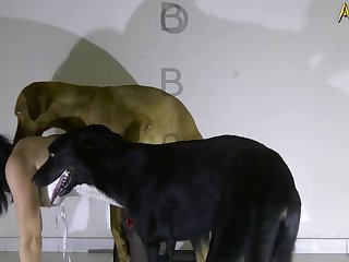 Porn Dogs