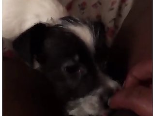 Porn Zoo Man Fuck Dog