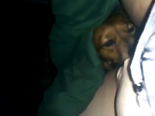 Dog Fuck Pregnant Porn