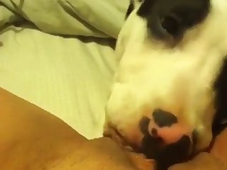 Man Fuck Crying Dog Porn