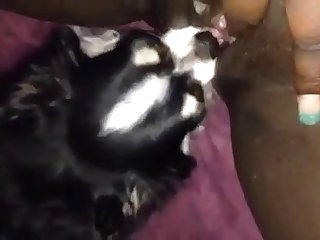 Dog Grabs Fuck You Sign