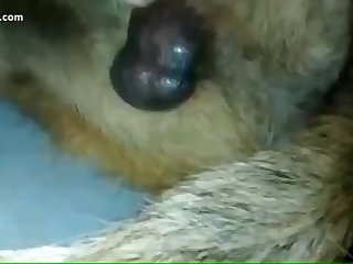 Animal Sex Love