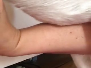 Animal Elephant Sex