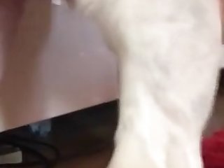 Animal Elephant Sex