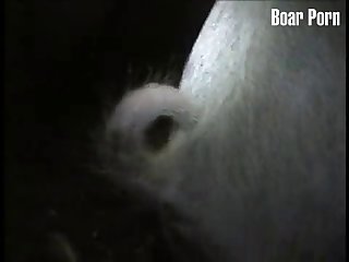 Animal Sex Naked