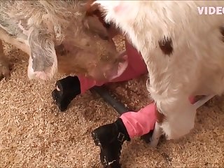 Sex Animal Style