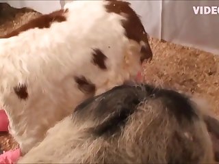 Sex Animal Style