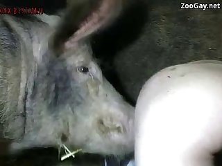 Man Having Sex With Female Animal
