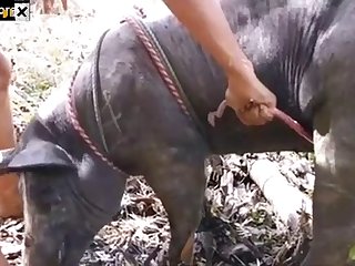 Animal Sex Fetish