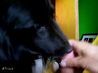 Dirty Teen Gay Fun With Dog Animal Sex