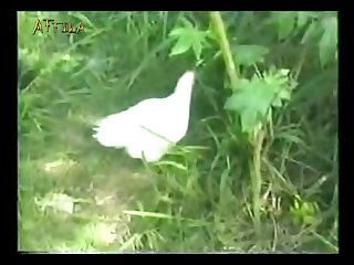 Mobile Animal Sex