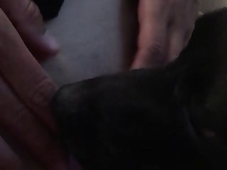 Litney Leafconsin Dog Porn