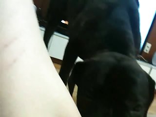 Fucking Dog In Public Porn