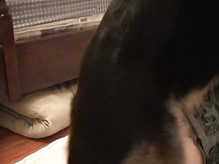 Dog Licking Panties Porn