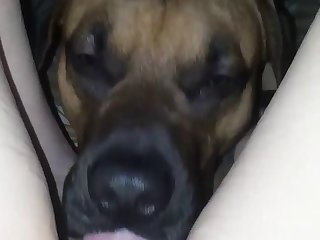 Gay Horse Zoophilia Porn