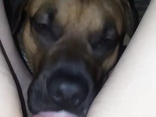 Gay Horse Zoophilia Porn