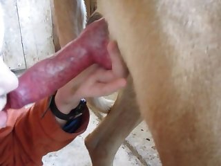 Man And Animal Having Sex