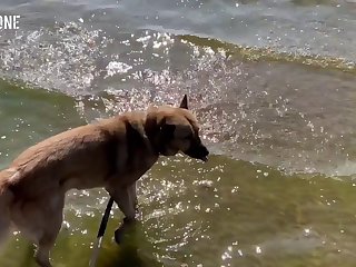 What Happens When You Have Sex With An Animal