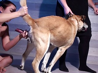 Zoofilia Dando O Cu Pro Cachorro