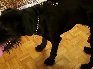 Zoofilia Com Cadela Porno