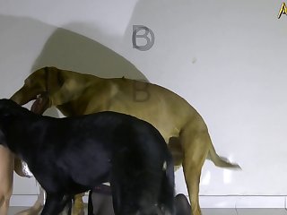 Animal Sex Dog Video