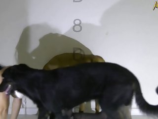 Animal Sex Dog Video