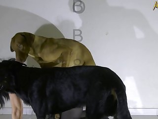 Animal Sex Dog Video